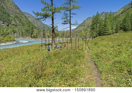 Group of tourists walking along the bank of the river Kucherla. Altai Mountains Russia. Sunny summer day.