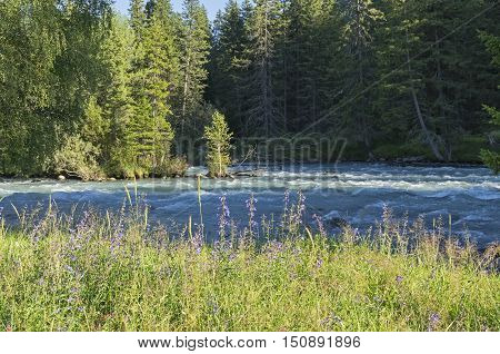 Wildflowers on the shore of a mountain river. Early sunny summer evening. The Kucherla river Altai Mountains Russia.
