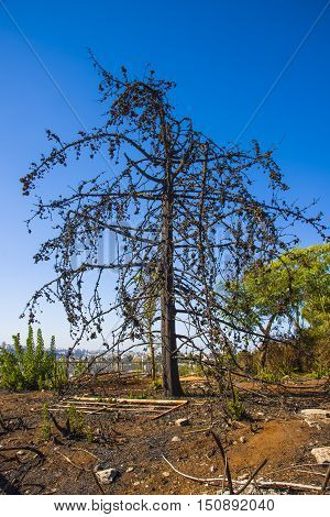Land with trees after fire Burned forest charred trees after fire
