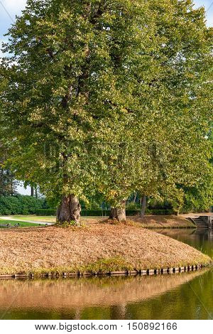 Autumn leaves fall from the trees at sunny day. Castle park in the netherlands Vaassen Gelderland