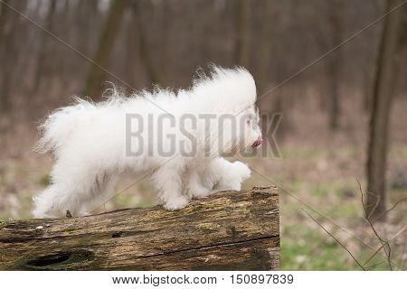 Portrait Of A Bichon Havanese Dog