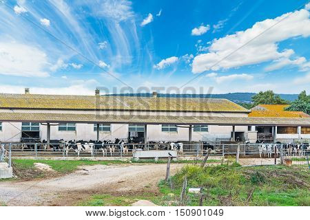 cattle farm under a blue sky in Sardinia