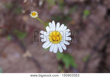 A white cammomile in a field. A close-up photo against a blurred background. The cammomile resembles a smiling face. Stress free concept.