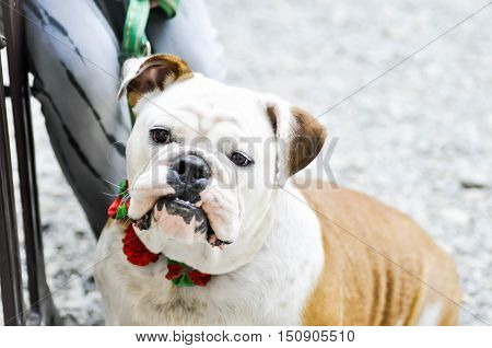 tied bulldog on the floor , a bulldog