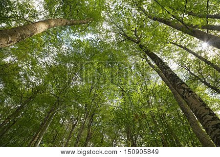 Sant Antonio woods in Pescocostanzo - Italy