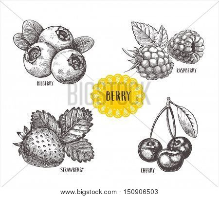 Blueberries, raspberries, strawberries and mulberries vector illustration. Set of berries skech.