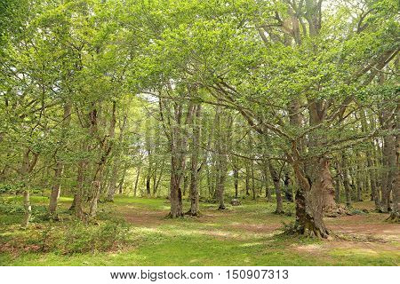 Sant Antonio woods in Pescocostanzo - Italy