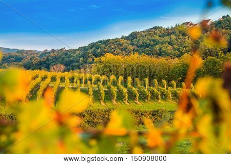 Vineyard in Daruvar region, Croatia, autumn landscape, view through the vineyard leafs, selective focus