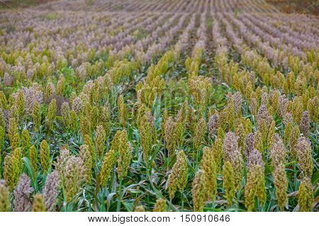 Bushes cereal and forage sorghum plant one kind of mature and grow on the field in a row in the open air. Harvesting.