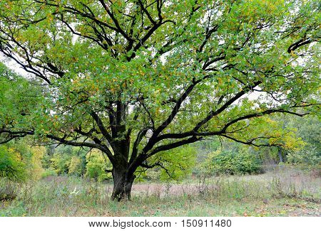 big green oak tree on meadow