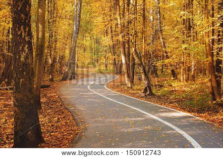 Autumn road with a folige in a forest.