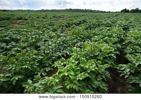 Potato Field with blue sky , Green field of potato crops in a row.             
