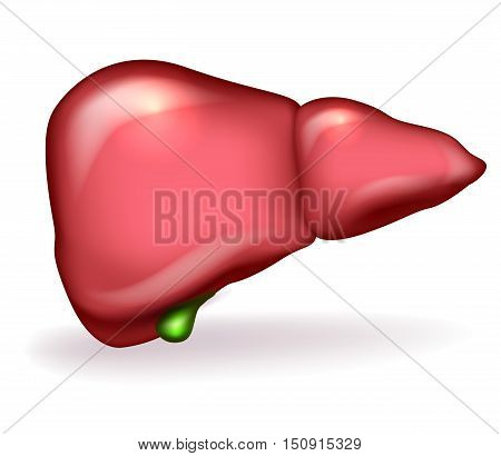 Liver And Gallbladder Detailed Anatomy Illustration On White Background