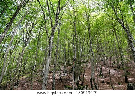 Sant Antonio woods in Pescocostanzo - Italy