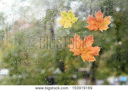 Maple leaves stuck to the window that gets wet from rain drops / warm look out the window for autumn