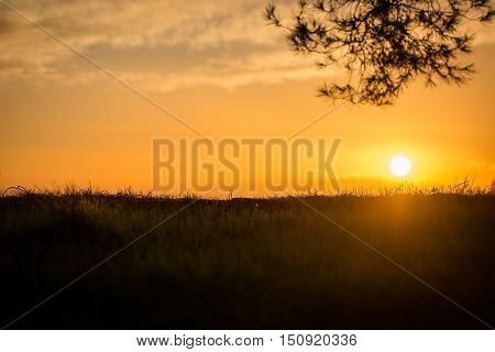 Close up on the grass creating a different spot view of the sunset
