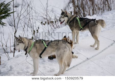 two dogs Husky standing on a snow ready for dogsled run