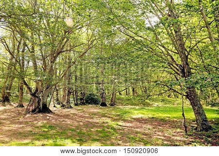 Sant Antonio woods in Pescocostanzo - Italy