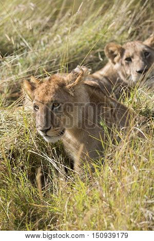 Juvenile african lion resting in front of lioness Masai Mara National Reserve Kenya Africa