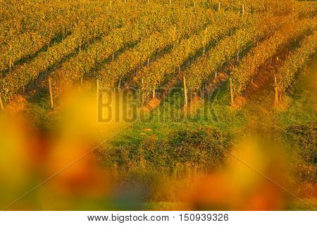 Vineyard in Daruvar region, Croatia, autumn landscape, view through the vineyard leafs, selective focus