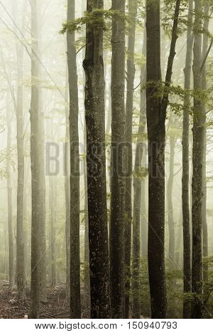 Fog in the forest in a warm light