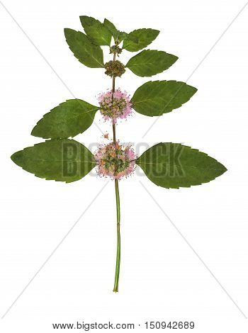 Pressed and dried bush mint. Isolated on white background. For use in scrapbooking floristry (oshibana) or herbarium.