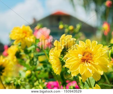 Rural landscape. Wooden house green trees foreground flowers color pink purple yellow flowerbed of flowers aster