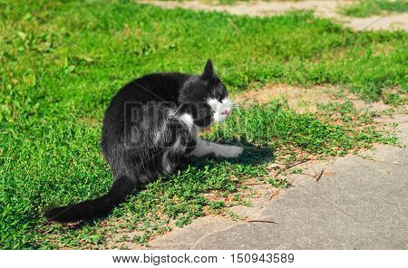 Black and white cat sitting outside on the grass and scratching his ear cat basking in sun