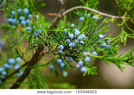 Blue thuya berries on the green branch