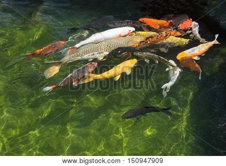 Karp Fish In Pond