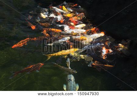 Karp Fish Feeding
