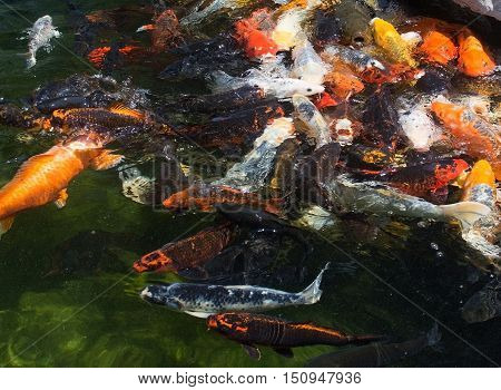 Karp Fish In Pond