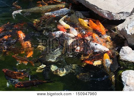 Karp Fish In Pond