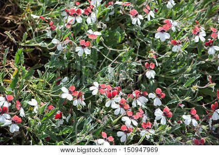 Red white flowers of the Salvia microphylla full frame closeup.