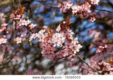 Grappoli di fiori di ciliegio