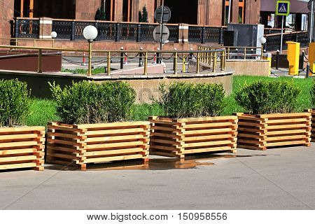 Wooden base with small-leaved ornamental shrubs to decorate squares