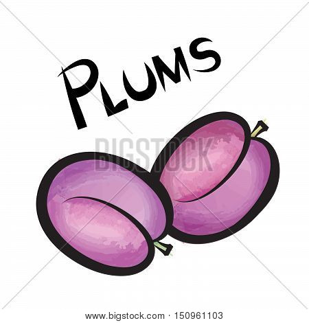 Pulms isolated. Plum fruit label design. Hand drawn watercolor berry set with lettering
