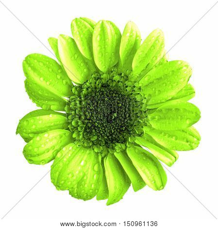 Green Chrysanthemum Flower Macro Isolated On White