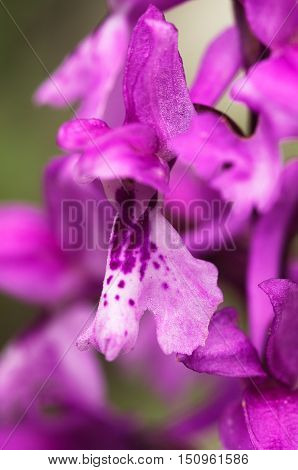 Early Purple Orchid Flower Detail – Orchis Mascula