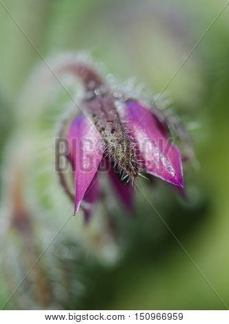 Borago Officinalis  Macro