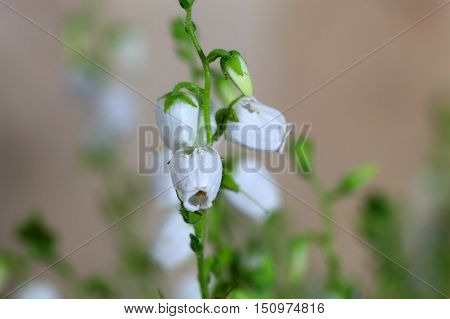 White flowers of the heath Daboecia cantabrica.