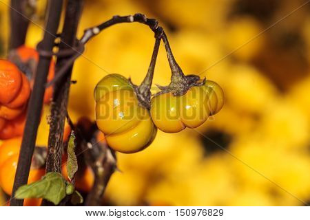 Pumpkin tree scientifically known as Solanum integrifolium is a plant that looks as if it is growing miniature orange pumpkins.