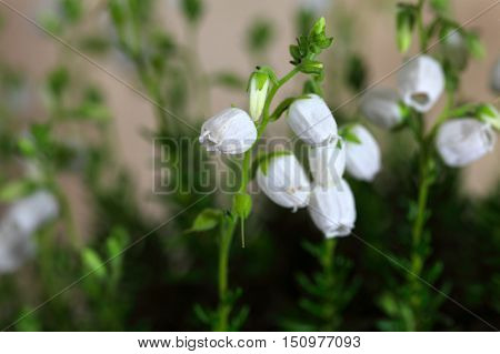White flowers of the heath Daboecia cantabrica.