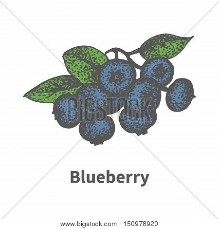 Vector illustration doodle sketch hand-drawn bunch of ripened blue blueberry. Isolated on white background. The concept of harvesting. Vintage retro style. Ripe bilberry with leaves and branches.