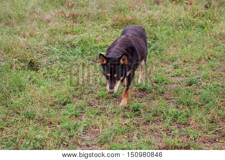 Yard Dog Looks