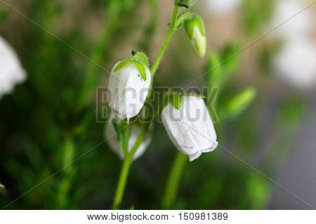 White flowers of the heath Daboecia cantabrica.