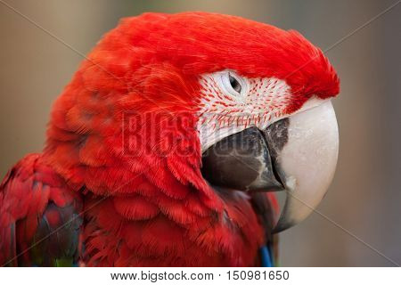 Green-winged macaw (Ara chloropterus), also known as the red-and-green macaw. Wildlife animal. 