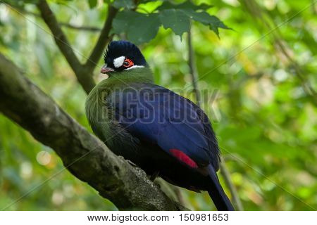 Hartlaub's turaco (Tauraco hartlaubi). Wildlife animal. 