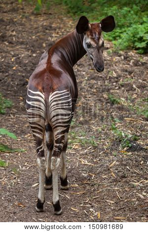 Okapi (Okapia johnstoni). Wildlife animal. 