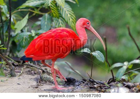 Close up of red bird scarlet ibis selective focus.